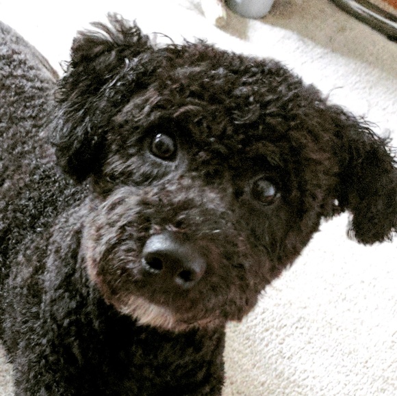 Profile Picture of Lane Lamerson (@lanelamerson) on Poshmark