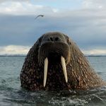 Profile Picture of Michael Bilyeu (@undercover_walrus78) on Instagram