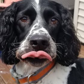 Profile Picture of JesseMarie Dudley (@ratzee21) on Pinterest