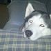 Profile Picture of Dave Bonelli (@dave.bonelli1) on Facebook