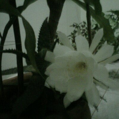 Profile Picture of Nancy Monzon (@nancymonzon2) on Twitter