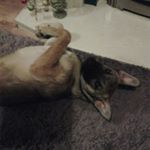 Profile Picture of poppy allen (@poppy_the_dog9876) on Instagram