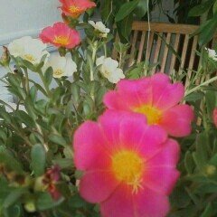 Profile Picture of 행복 (@choho660) on Twitter