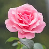 Profile Picture of Sophia Lockhart (@sophia-lockhart-3) on Quora