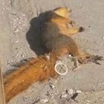 Profile Picture of Seth Sibley (@sibleyseth) on Instagram