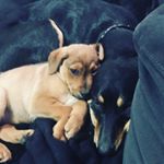 Profile Picture of Ruby & Harvey Pridham (@ruby.harvey.besties) on Instagram
