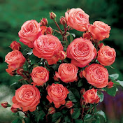 Profile Picture of Gennadii Roshchuk (@gennadiiroshchuk) on Youtube