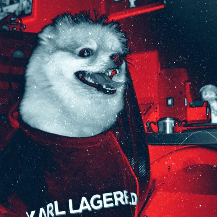 Profile Picture of Buddy the goat (@buddygoat) on Tiktok