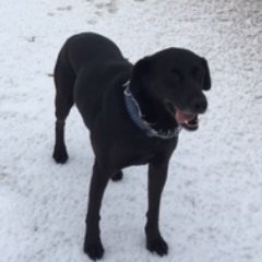 Profile Picture of Alan Shackleton (@Al_Shack) on Twitter