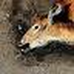 Profile Picture of Daniel Keller (@Dakattak) on Flickr