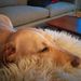 Profile Picture of Steve Silverberg (@stevesil) on Pinterest