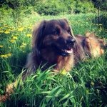Profile Picture of Bernard The Dog (@bernardo_ricardo) on Instagram