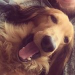 Profile Picture of Alexa Manza (@thisisrocketdog) on Instagram