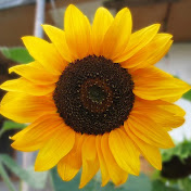 Profile Picture of Leena Patel (@leenapatel5428) on Youtube