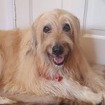 Profile Picture of Dawn Kaye (@dillydogngeorginamiggins) on Instagram