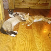 Profile Picture of Bobbie Evans (@bobbieevans2206) on Youtube