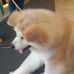 Profile Picture of Cheng Mok (@cheng.mok.7) on Facebook