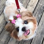 Profile Picture of Lorena (@lorena_shihtzu) on Instagram
