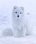 Profile Picture of Arctic foxon Wikipedia