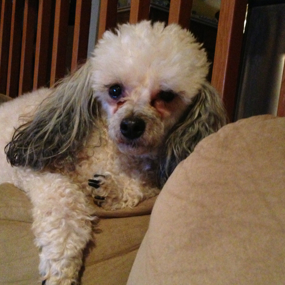 Profile Picture of Joyous Chiu (@piglet4j) on Poshmark