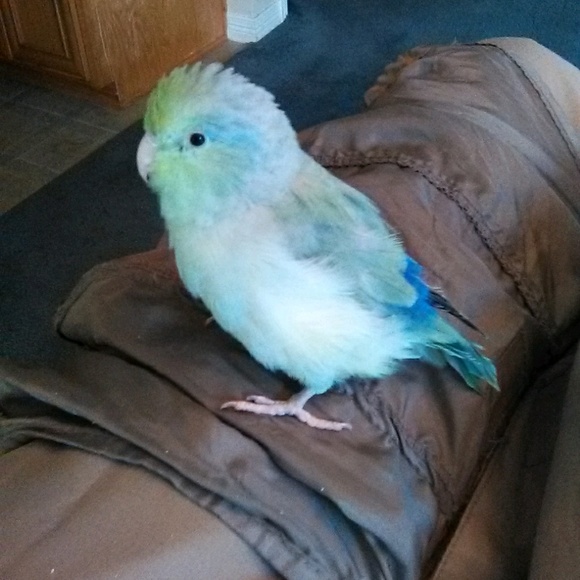 Profile Picture of David Manchen (@specklesgood) on Poshmark