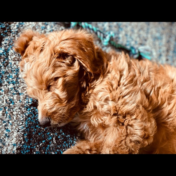 Mark Wang - Poshmark Profile Picture of Mark Wang (@scorupco) on Poshmark