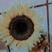 Profile Picture of Greissymora (@greissymora6114) on Pinterest
