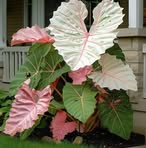 Profile Picture of Lucy Wilburg (@lucy.wilburg) on Facebook