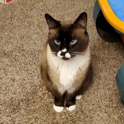 Profile Picture of Kim Frankenfield (@KimFrankenfield) on Twitter