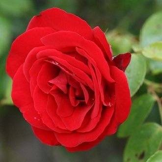 Profile Picture of Emankhalifeh (@Emankhalifeh1) on Twitter