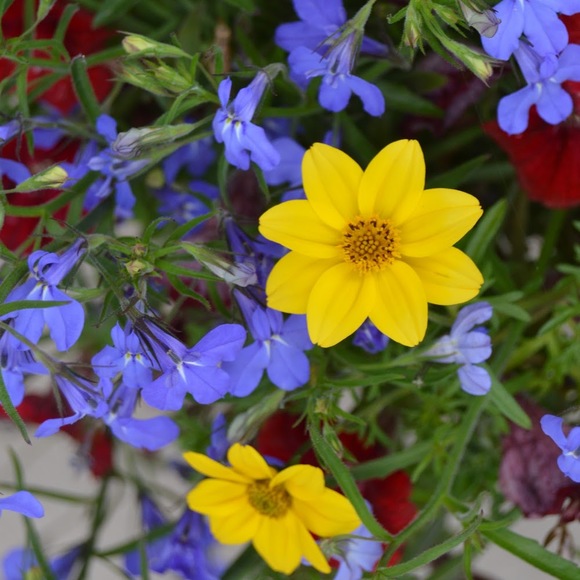 Profile Picture of Kristy Wurzer (@kristywurzer) on Poshmark