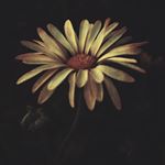 Profile Picture of Alice Musto (@alice_musto) on Instagram