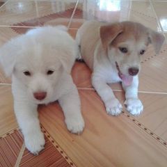 Samantha P Viga - Tiktok Profile Picture of Samantha P Viga (@sumbetty) on Tiktok