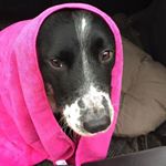 Profile Picture of Andrea Tudor (@andreaktudor) on Instagram