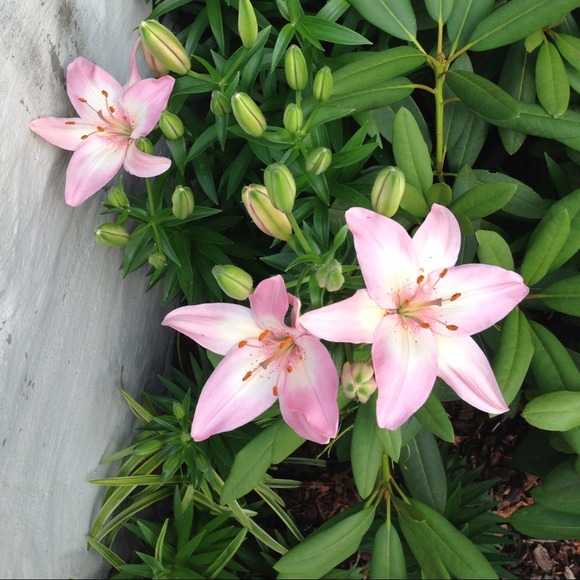 Profile Picture of Amanda Hughes (@mprincess628) on Poshmark