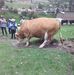 Profile Picture of Wilber Calderon (@wilber.calderon.927) on Facebook