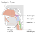 Head and neck cancer - Wikipedia Profile Picture of Head and neck canceron Wikipedia