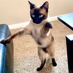 Profile Picture of Nina, Felix, Sebastian, Cooper (@purrticular_cats) on Instagram