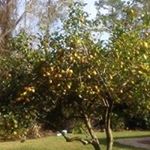 Profile Picture of Joe Howington (@howingtonjoe) on Instagram