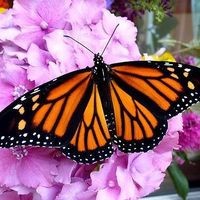 Profile Picture of Nancy Horvath (@nancy-horvath-13) on Quora