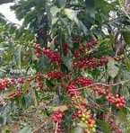 Profile Picture of Felipe Melchor (@felix.melchor.12576) on Facebook