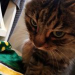 Profile Picture of Daniel Vencill (@og_skeedo) on Instagram