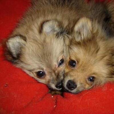 Profile Picture of Victoria Carlson (@luvmypoms) on Twitter