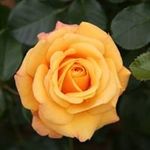 Profile Picture of Megan Carter (@alicenemecek1023) on Instagram