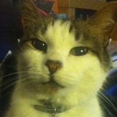 Profile Picture of Sarah Rees-Morgan (@SarahReesMorga1) on Twitter