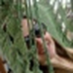 Profile Picture of Samantha Miranda (@sam.areado) on Flickr