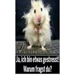 Profile Picture of felten david (@david_felten_) on Instagram