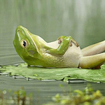 Ken Sato - Flickr Profile Picture of Ken Sato (@wasabi4412) on Flickr