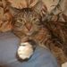 Profile Picture of Loretta Gandee (@lorettagandee) on Pinterest