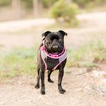 Profile Picture of Olive Persichitte🐾 (@olivepug27) on Instagram